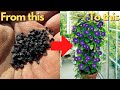 Easiest Way to Grow Seeds | How to Germinate Morning Glory Seeds | How to Grow Seeds