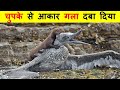 WEASEL का हमला इतना खतरनाक क्यों होता है ? WHY WEASEL ATTACK IS SO DANGEROUS ?