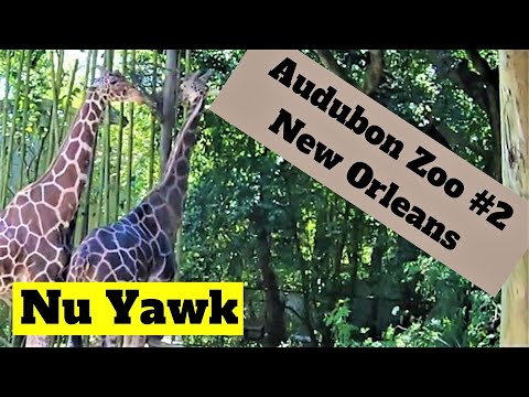 فيديو: حديقة حيوان نيو أورلينز أودوبون (ساعات ومهرجانات)