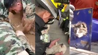 Firefighters rescue both people and animals from danger Firefighters rescue both people and animals from danger