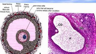 Female reproductive system - 1. Video-lecture by Zimatkin (29)