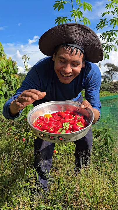 Harvesting table chili on the farm 😱🌶🤝🇵🇪 #field #nature #jungle #farm