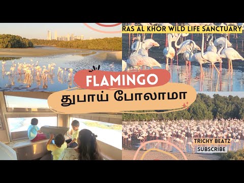 Dubai Polama | Flamingos In Dubai | Ras Al Khor Wild Life Sanctuary | Travel Vlog In Tamil | Nature