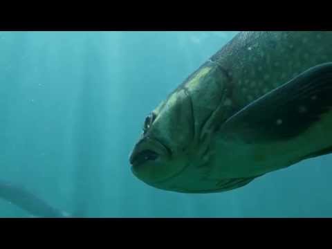 Video: Seesaibling: Fischfoto, Beschreibung, Zucht, Fang