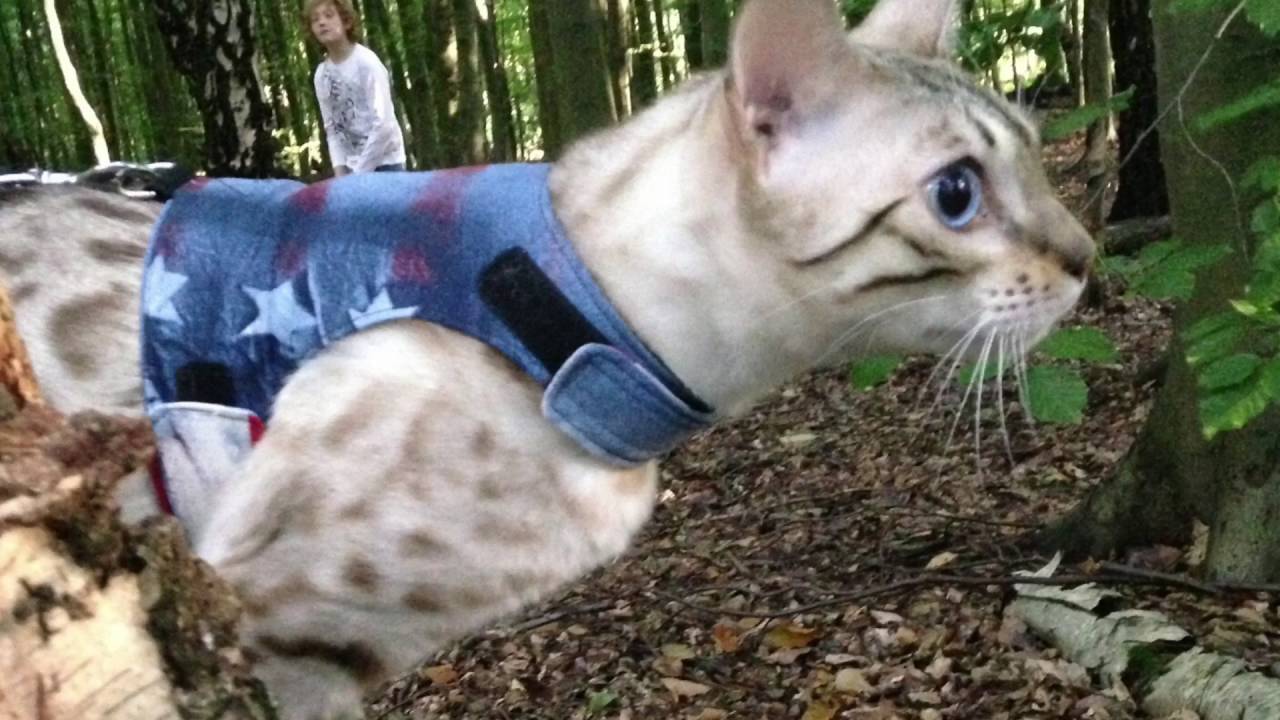 cat walking jacket