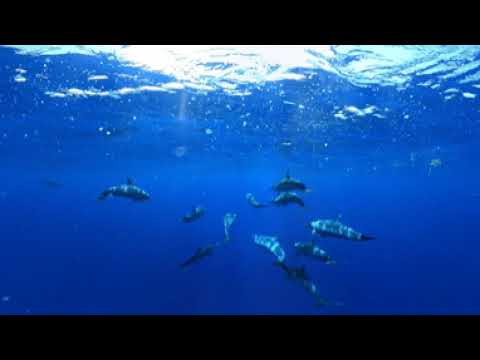 Groupe de dauphins tachetés pantropicaux (360°) (Séquence 1)