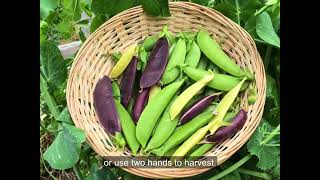 Growing Snap Peas from Seed