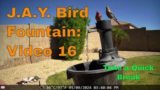 J.A.Y. Bird Fountain Bird Watching Video 16: Gorgeous Birds at the Fountain #birds #calm #relax