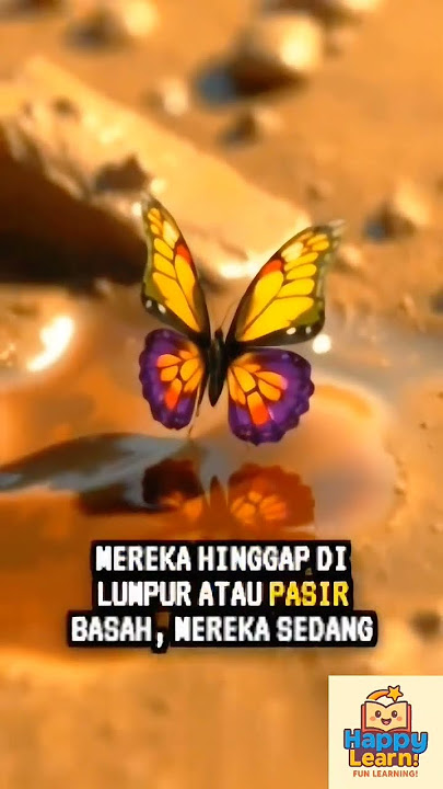 Kenapa Kupu-kupu Juga Minum Air Lumpur?