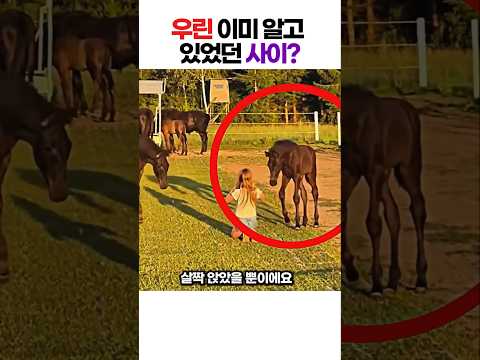 [도파민폭발] 소녀가 일어나서 쓰다듬으니까 눈까지 감습니다 😱 전 세계인들 마음 몽글몽글하게 녹여버린 역대급 동물 교감 레전드 썰 #해외토픽 #소확행 #동물다큐 thumbnail