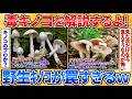 【2ch面白スレ】世の中にある色んな毒キノコを紹介するよ→紛らわしいキノコや最強毒キノコが面白すぎる