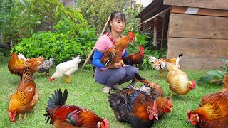 Harvesting Chicken (Rooster) Goes to market sell, Animals care | New Free Bushcraft