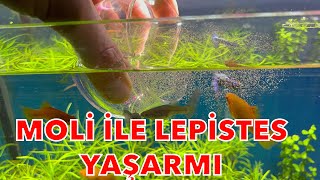 MOLİ BALIKLARI NASIL BALIKTIR ? - Lepistes - guppy - canlı doğuran akvaryumu