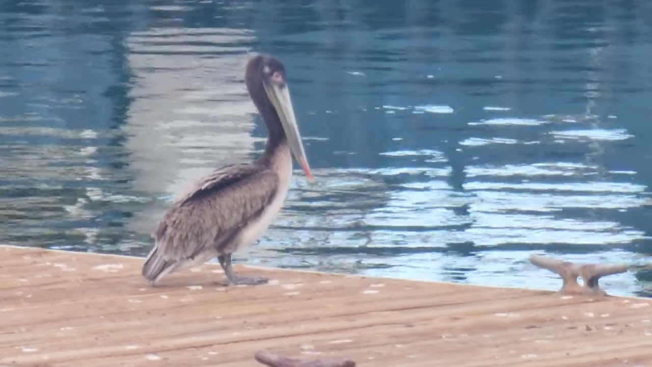 California Brown Pelican 