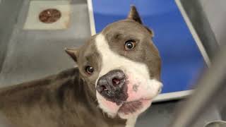 acs A673824