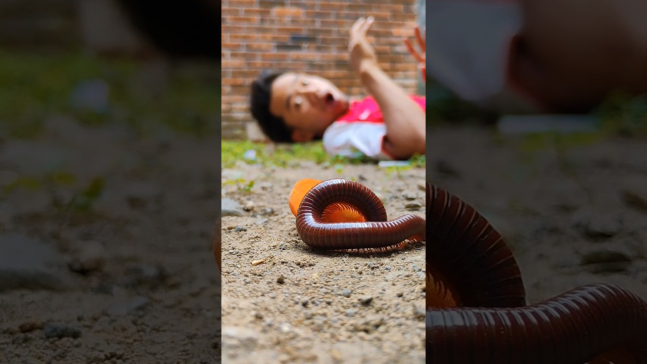 lying down while watching millipedes eat #shortvideo #millipede