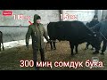 Өзгөн бука базары 🐂! 300 миң сомдук адам бойлуу бука!