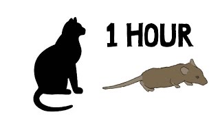 CAT GAMES - MOUSE HUNT 1 HOUR VERSION (FOR CATS ONLY) screenshot 2