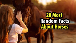 20 Most Random Facts About Horses | Interesting Facts About Horses | Equine Facts