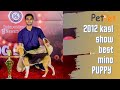 නිවසක ඇතිකරන්න සුපිරිම සුරතලෙක් | Best Dog Breed for home | Best Beagle in srilanka | petpet Beagle
