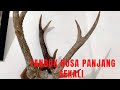 TANDUK RUSA PANJANG #kalimantanutara #tanduk RUSA