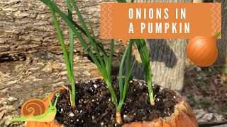 Growing Onions In A Pumpkin 🧅 #shorts #garden