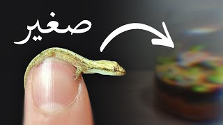 سحلية حاوية النباتات الزجاجية )حظرية لحيوانات التجارب (Vivarium))