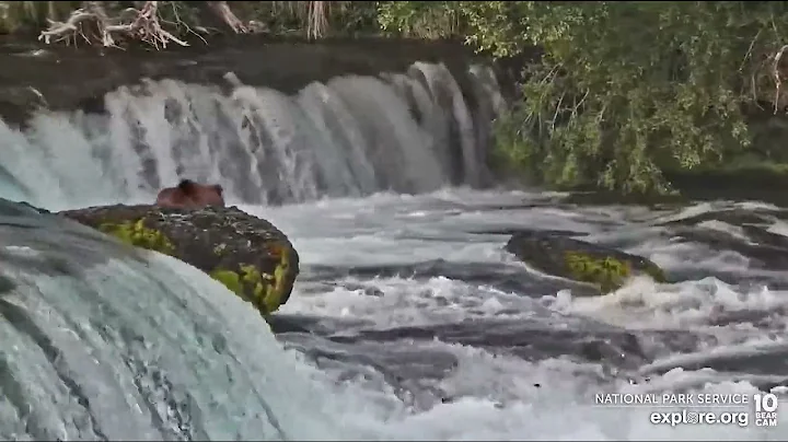 775 Lefty's Bouncy Arrival - June 29, 2022 (explore.org)