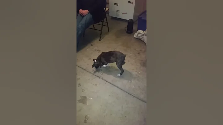 Puppy plays with ice, listening to ice ice baby!