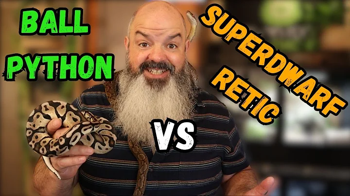 Which Snake Is Best: Ball Python or Super Dwarf Reticulated Python?