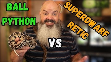 Which Snake Is Best: Ball Python or Super Dwarf Reticulated Python?