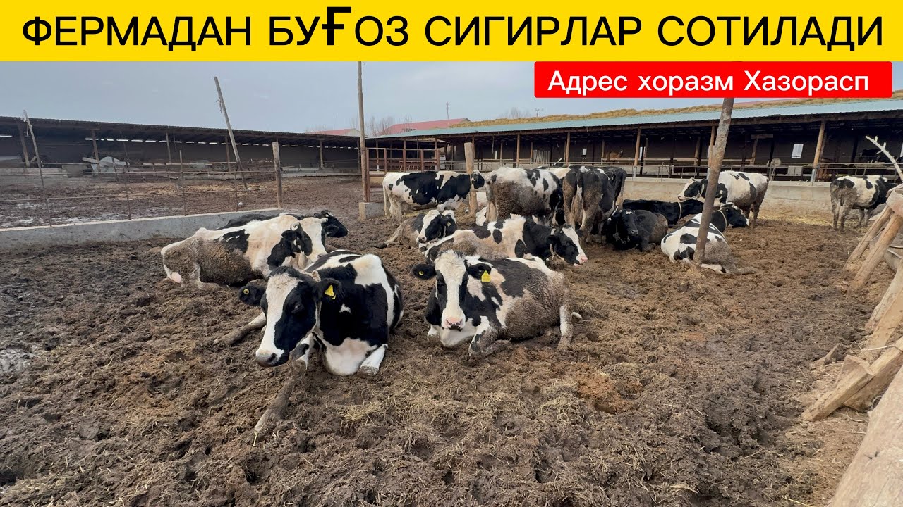 ФЕРМАДАН БУҒОЗ СИГИРЛАР СОТИЛАДИ АДРЕС ХОРАЗМ ХАЗОРАСП ПИЧОКЧИДА ТЕЛ 97.362.55.27☎️