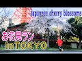 お花見ランin東京【japanese cherry blossoms】【tokyo】【マラソン】【ランニング】【トレーニング】