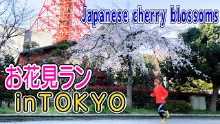 お花見ランin東京【japanese cherry blossoms】【tokyo】【マラソン】【ランニング】【トレーニング】