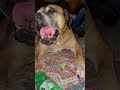 Cannon & his Caps!🤣🙏🥰#shorts #cute #funny #happy #love #dog #pets #smile #shortvideo #short #dogs
