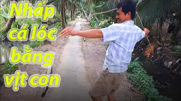 Đất Chín Rồng |  Nhấp cá lóc bằng vịt con