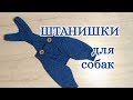 Штанишки для собак спицами, Dog pants