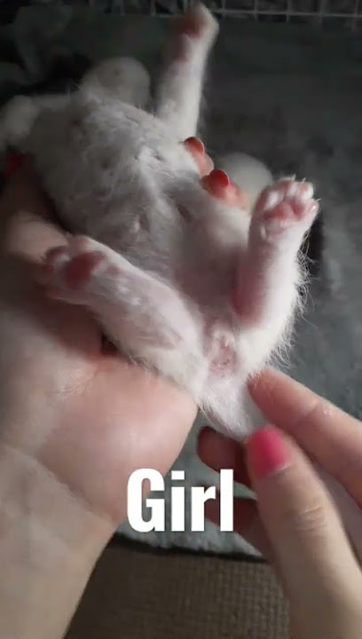 Cara mengetahui jenis kelamin anak kucing yang baru lahir