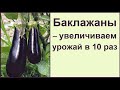 Баклажаны: золотое правило выращивание синеньких