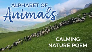 Alphabet of Animals soothing nature poem  relax with nature rhymes and animals! Nap time video