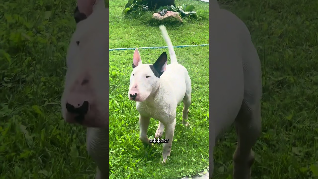 Копируй и вставляй на ВБ — 