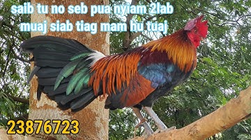 Saib qaib dib qua zoo nyiam muag 