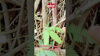 #mimosapudica_plant🌱 😊#shortsfeed #youtubeshorts #viral #sonuvlog099 #viral #tranding
