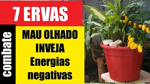 Quais são as 7 ervas para emagrecer?