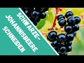 schwarze Johannisbeere schneiden / Schnittgeschichten aus dem Permakulturgarten