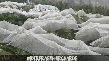 Apple Orchards covered with anti hail nets
