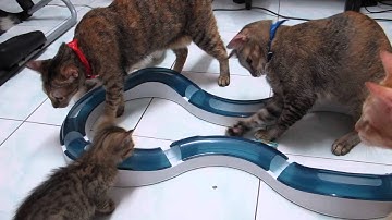 The Purrrrs and the Hexbug