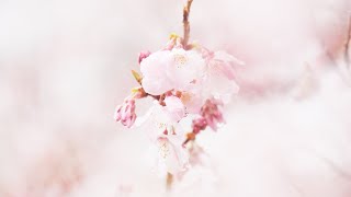 Shinjuku Gyoen, Sakura in the rain.