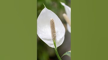 تلاوة هادئة تريح الأعصاب 💙 🌸 قران كريم بصوت جميل جدا 🌱