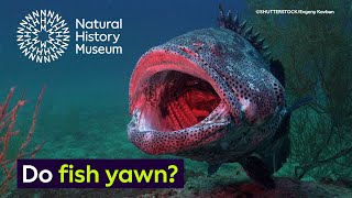 Do fish yawn? | Surprising Science by Natural History Museum 957 views 3 weeks ago 59 seconds